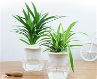 Khoảnh Khắc Thư Thái Làm Việc Với Cây Cảnh Thủy Canh Để Bàn