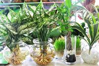 Cây Cảnh Thủy Sinh Trong Nhà Mở Ra Thế Giới Sinh Động Của Thiên Nhiên