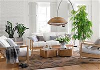 5 Bí Kíp Trang Trí Cây Nội Thất Phòng Khách Cực Đỉnh