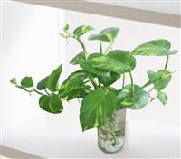 Giải Pháp Xanh Thông Minh Với Cây Thuỷ Canh Để Bàn Làm Việc