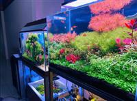 Cây Thủy Sinh Giá Rẻ Hà Nội - Trang Trí Đẹp Mắt Với Ngân Sách Hợp Lý