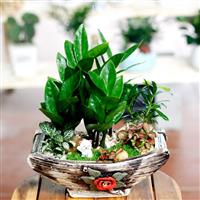 Cây Cảnh Tốt Cho Văn Phòng Tạo Môi Trường Làm Việc Thư Thái Hơn