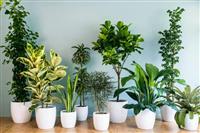 Trồng cây xanh thanh lọc không khí trong nhà