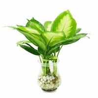 Các loại hoa dễ trồng nở quanh năm