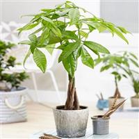 101+ Các Chậu Cây Cảnh Mini Trong Nhà Giúp Trang Trí Không Gian Sống