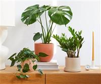 Gợi Ý Cho Bạn 22 Loại Cây Cảnh Trong Nhà Tốt Cho Sức Khỏe