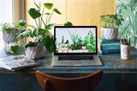 Nơi Cung Cấp Cây Cảnh Văn Phòng Giá Rẻ, Uy Tín | Sinh Thái Kinh Bắc