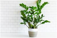 TOP 4 Loại Cây Cảnh Văn Phòng Dễ Sống | Sinh Thái Kinh Bắc