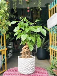Những Loại Cây Cảnh Trong Nhà Giá Rẻ Có Thể Bạn Chưa Biết?