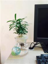 Cây tùng la hán thủy sinh
