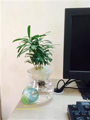 Cây tùng la hán thủy sinh