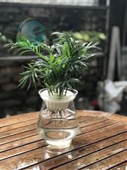 Cau tiểu châm mini