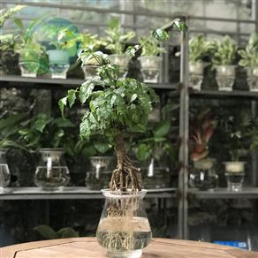 Cây hạnh phúc mini thủy sinh
