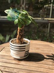 Kim ngân mini để bàn
