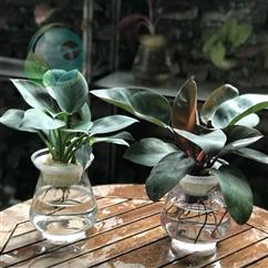 Trầu bà lá xanh
