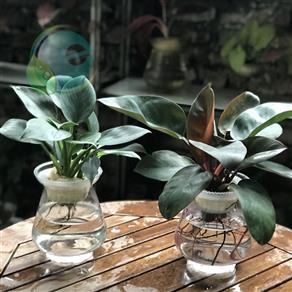 Trầu bà lá xanh