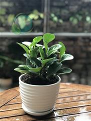 Cây Trường Sinh