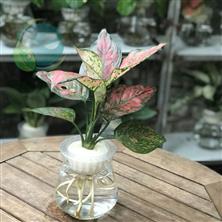 Cây vạn lộc mini thủy sinh