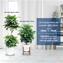 Cây Hạnh Phúc 1 tầng và 2 tầng