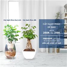Cây Hạnh Phúc để bàn  ( đất + thủy sinh)