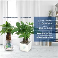 Cây Kim Ngân  ( đất + thủy sinh)