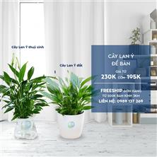 Cây Lan Ý ( đất + thủy sinh)