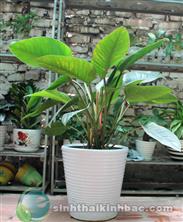 Cây trầu bà đế vương