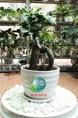 Cây si Bon Sai mini