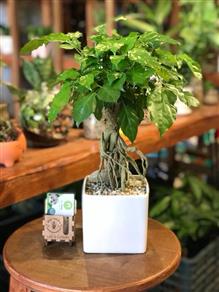 Cây hạnh phúc mini