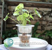 Cây rau muống mini