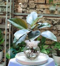 Trầu bà đế vương lá đỏ