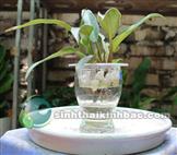 Cây trầu bà mini