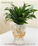 Cây thanh lộc mini thủy sinh