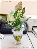 Cây thủy sinh Vạn Lộc nhỏ