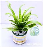 Cây tổ quạ mini