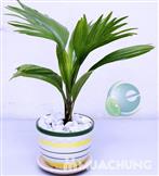 Cây cọ cảnh