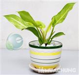 Trầu bà đế vương mini