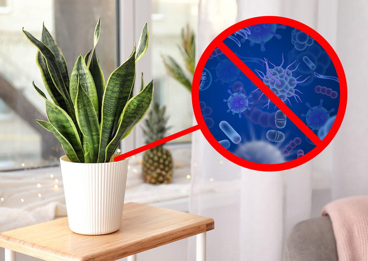 Cây cảnh trong nhà tốt cho sức khỏe