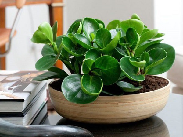 cây cảnh trong nhà tốt cho sức khỏe