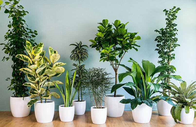 cây cảnh trong nhà tốt cho sức khỏe