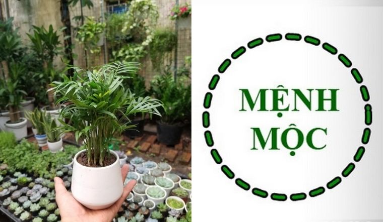 Cây để bàn làm việc hợp mệnh mộc
