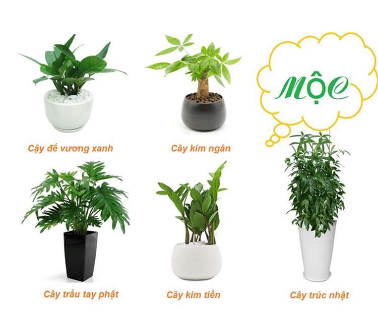 Cây để bàn làm việc hợp mệnh mộc