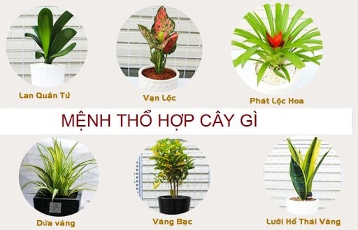 Cây để bàn làm việc hợp mệnh thổ