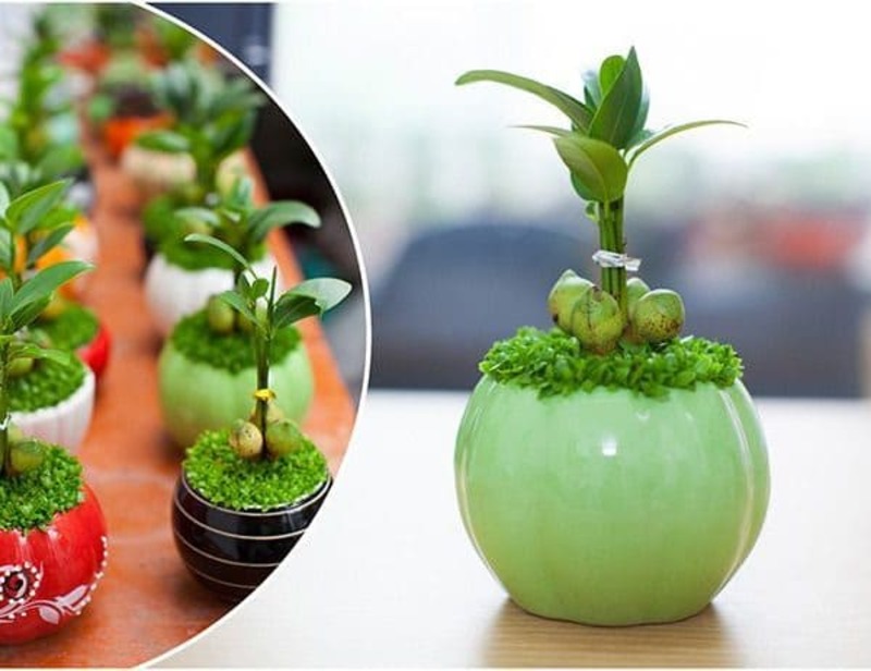 Cây để bàn làm việc hợp mệnh thổ