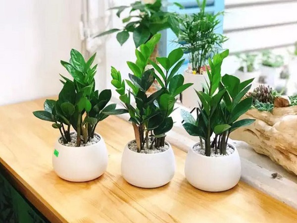 Cây xanh để bàn văn phòng