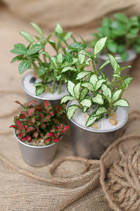 Chậu cây cảnh mini trong nhà 