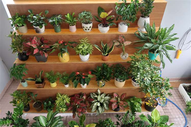 Chậu cây cảnh mini trong nhà 