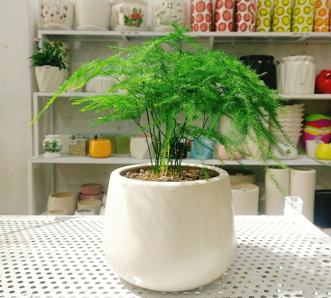 Cây nội thất để bàn