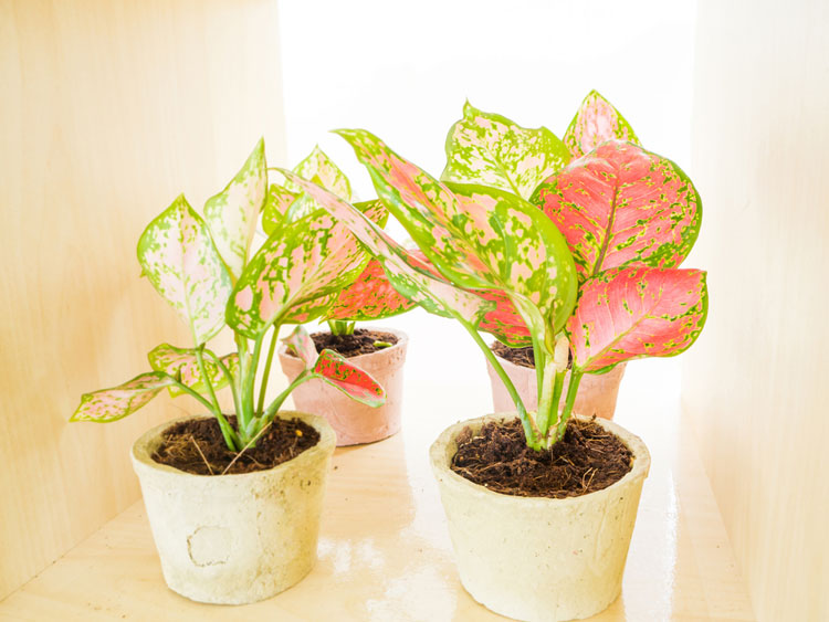 Cây để bàn làm việc hợp mệnh mộc