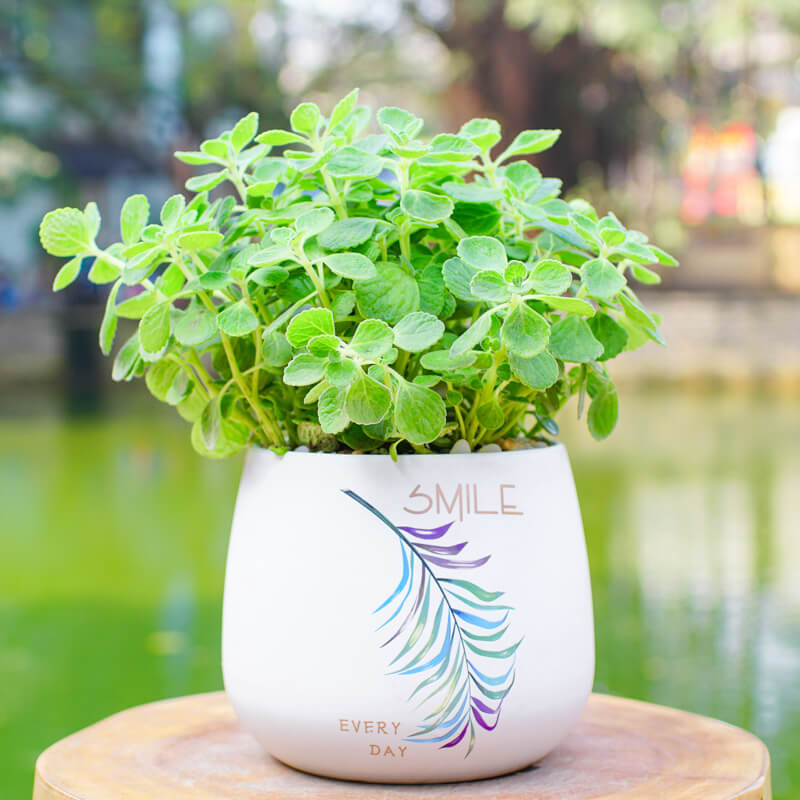 Chậu cây cảnh mini trong nhà 